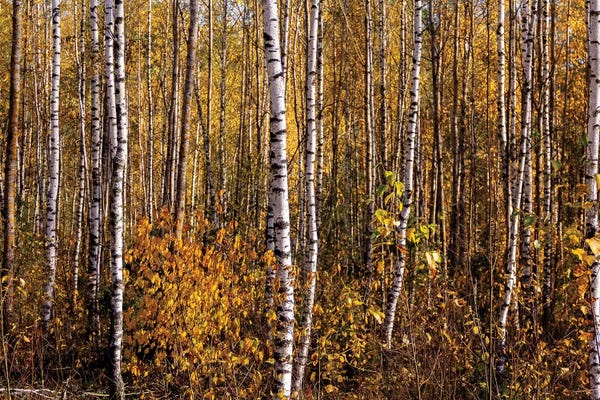 White Birch Trees Landscape