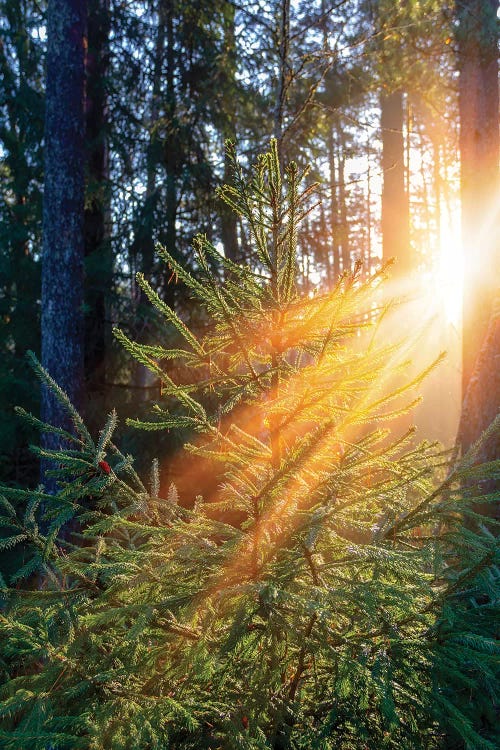 Sunrise In Forest Illuminates Green Spruce Tree