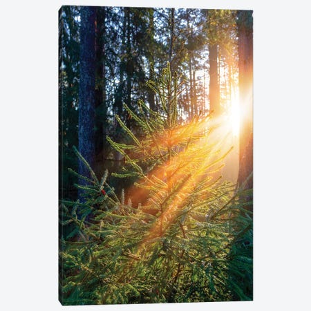 Sunrise In Forest Illuminates Green Spruce Tree Canvas Print #VRY249} by Valery Rybakow Canvas Art
