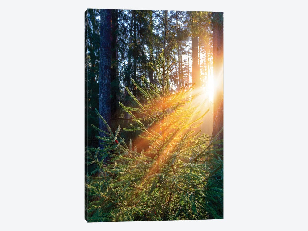 Sunrise In Forest Illuminates Green Spruce Tree by Valery Rybakow 1-piece Canvas Art