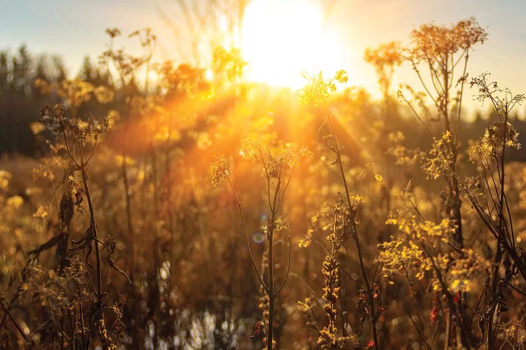 Autumn River Marsh Grass In Rays Of Autumn Sun - Beautiful Gentle Natural Background