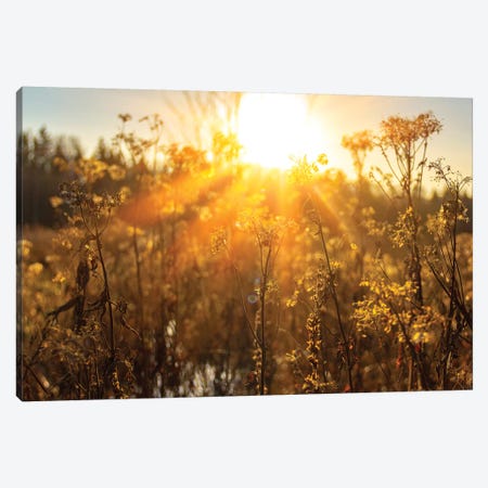 Autumn River Marsh Grass In Rays Of Autumn Sun - Beautiful Gentle Natural Background Canvas Print #VRY252} by Valery Rybakow Art Print