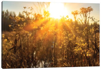 Autumn River Marsh Grass In Rays Of Autumn Sun - Beautiful Gentle Natural Background Canvas Art Print - Marsh & Swamp Art