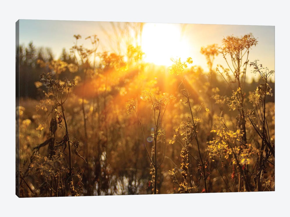 Autumn River Marsh Grass In Rays Of Autumn Sun - Beautiful Gentle Natural Background by Valery Rybakow 1-piece Canvas Artwork