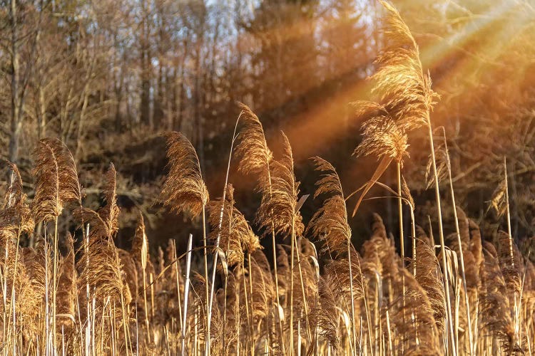 Autumn River Marsh Grass In Rays Of Autumn Sun