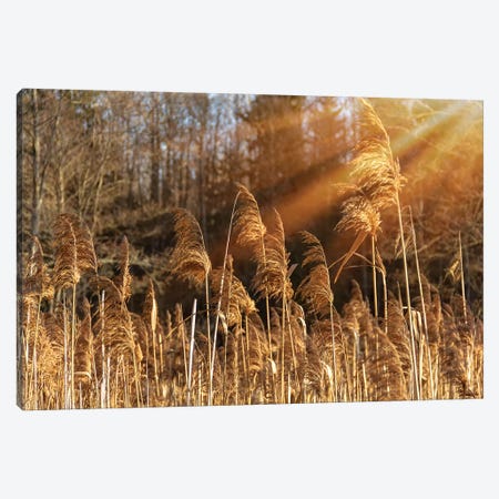 Autumn River Marsh Grass In Rays Of Autumn Sun Canvas Print #VRY255} by Valery Rybakow Canvas Art
