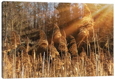 Autumn River Marsh Grass In Rays Of Autumn Sun Canvas Art Print - Marsh & Swamp Art