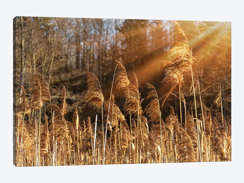 Autumn River Marsh Grass In Rays Of Autumn Sun by Valery Rybakow 1-piece Canvas Art Print