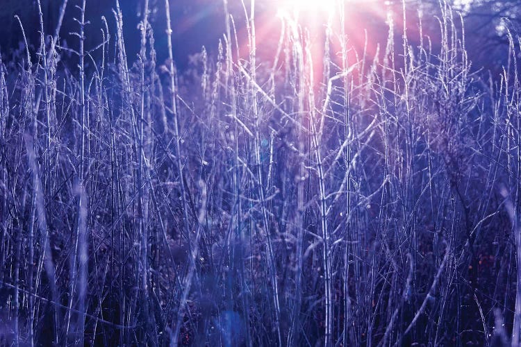 Autumn River Marsh Grass In Rays Of Autumn Sun