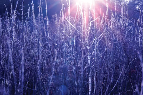 Marshes & Swamps: Autumn River Marsh Grass III - In Rays Of Autumn Sun by Valery Rybakow