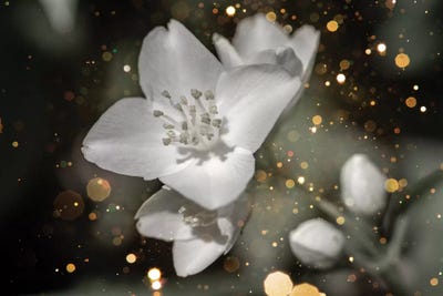 Jasmine Flower Macro With Soft Focus On Gentle Light Dark Golg Bokeh by Valery Rybakow framed wall art
