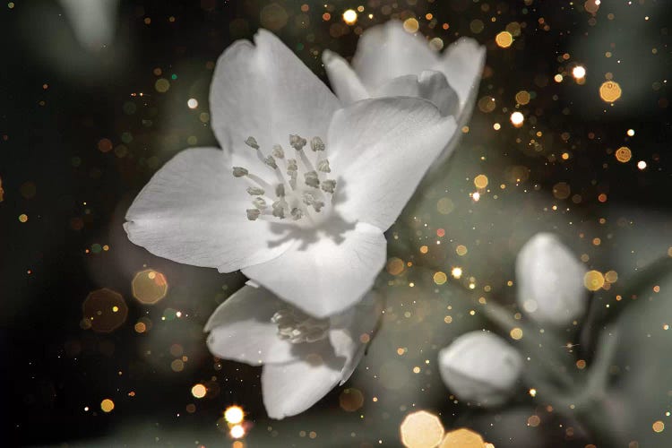 Jasmine Flower Macro With Soft Focus On Gentle Light Dark Golg Bokeh by Valery Rybakow wall art