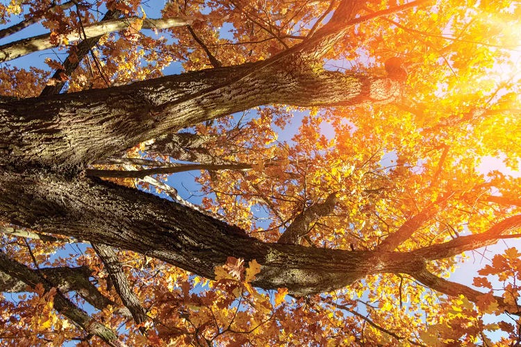 Beautiful Autumn Branches Of An Old Oak Tree With Yellow Yellow Foliage In The Sunshine