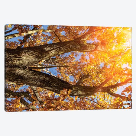 Beautiful Autumn Branches Of An Old Oak Tree With Yellow Yellow Foliage In The Sunshine Canvas Print #VRY274} by Valery Rybakow Canvas Artwork