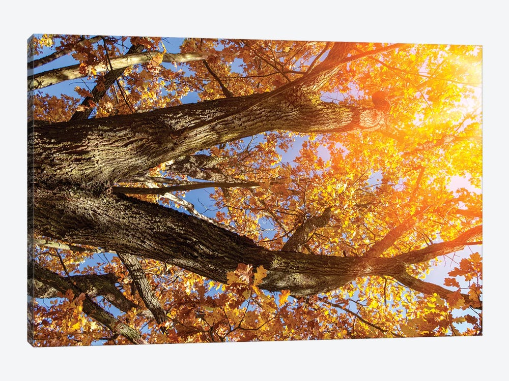 Beautiful Autumn Branches Of An Old Oak Tree With Yellow Yellow Foliage In The Sunshine by Valery Rybakow 1-piece Canvas Art