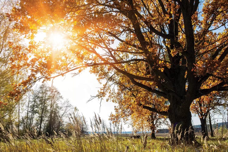 Beautiful Big Old Autumn Oak Tree In Sunlight