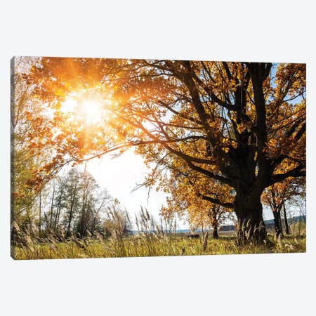 Beautiful Big Old Autumn Oak Tree In Sunlight Canvas Print #VRY275} by Valery Rybakow Canvas Artwork