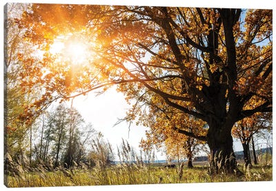 Beautiful Big Old Autumn Oak Tree In Sunlight Canvas Art Print - Oak Tree Art