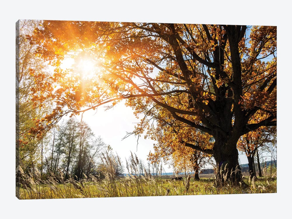 Beautiful Big Old Autumn Oak Tree In Sunlight by Valery Rybakow 1-piece Canvas Art Print