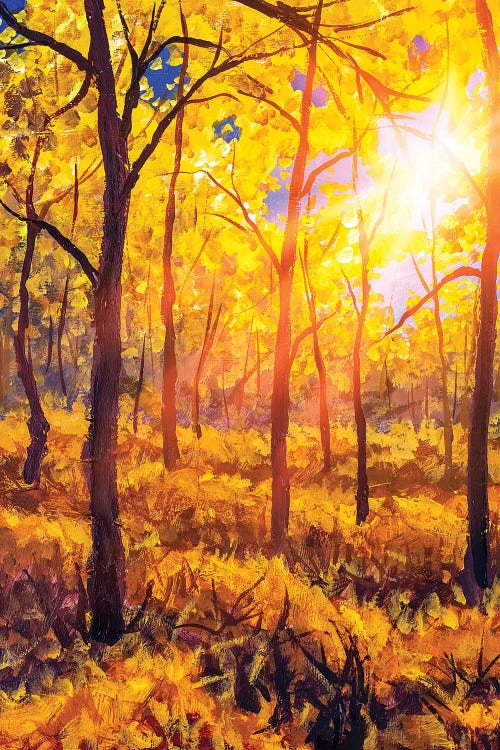 Sunset In Autumn Forest Landscape