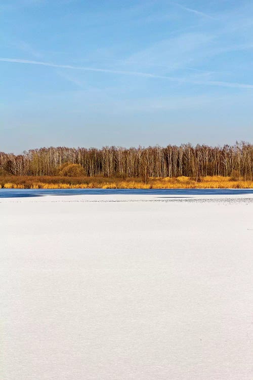 Blue Sky, Yellow Forest In Distance