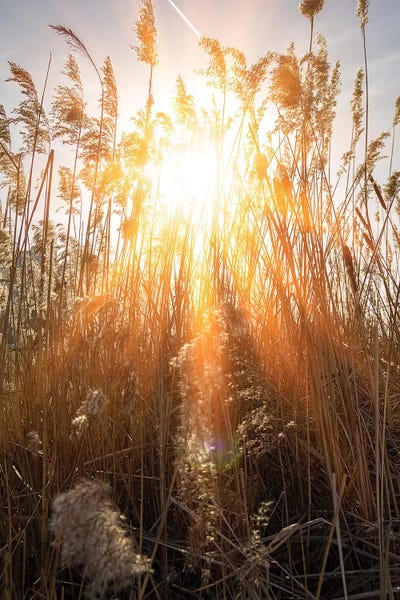 Valery Rybakow: Beautiful Warm Rays Of Sun Through River Grass by Valery Rybakow