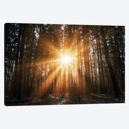 Warm Morning Sun In Winter Forest. Beginning Of Spring In Forest Park Canvas Print #VRY309} by Valery Rybakow Canvas Art Print