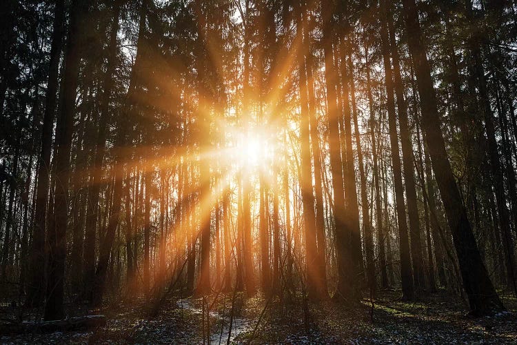 Warm Morning Sun In Winter Forest. Beginning Of Spring In Forest Park