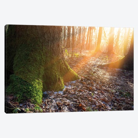 Warm Morning Sun In Winter Forest Canvas Print #VRY310} by Valery Rybakow Canvas Wall Art
