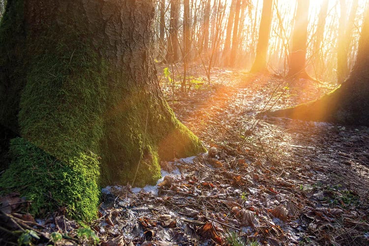 Warm Morning Sun In Winter Forest