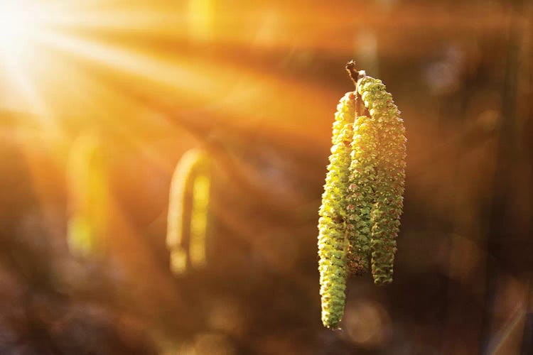 A Symbol Of Onset Of Spring - Birch Catkins On Branches Close-Up