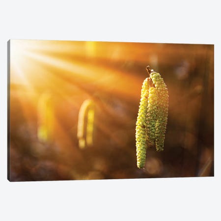 A Symbol Of Onset Of Spring - Birch Catkins On Branches Close-Up Canvas Print #VRY312} by Valery Rybakow Canvas Artwork