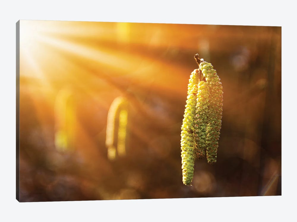A Symbol Of Onset Of Spring - Birch Catkins On Branches Close-Up by Valery Rybakow 1-piece Canvas Print