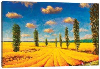 Farm Field Against Background Of Tall Cypress Trees Canvas Art Print - Cypress Trees