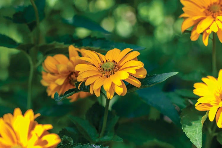 yellow calendula flower, plants with the Latin name Calendula