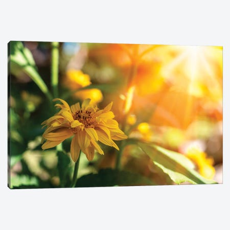 Beautiful yellow marigold flowers - medicinal herb, sunny flowers Canvas Print #VRY405} by Valery Rybakow Canvas Print