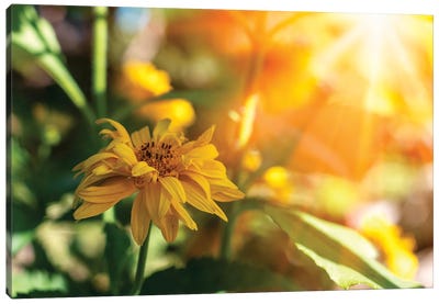 Beautiful yellow marigold flowers - medicinal herb, sunny flowers Canvas Art Print