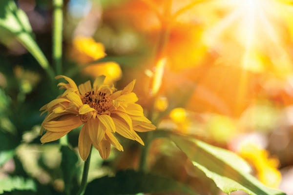 Marigolds: Beautiful yellow marigold flowers - medicinal herb, sunny flowers by Valery Rybakow