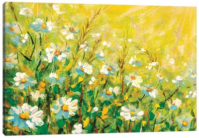 Daisy flowers field wide background in sunlight. Canvas Art Print