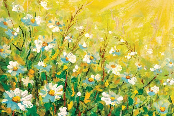 Valery Rybakow: Daisy flowers field wide background in sunlight. by Valery Rybakow