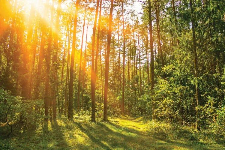 Sunny Forest. Sun Rays In The Spring Forest