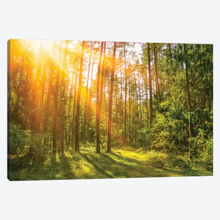 Sunny Forest. Sun Rays In The Spring Forest Canvas Print #VRY451} by Valery Rybakow Canvas Print