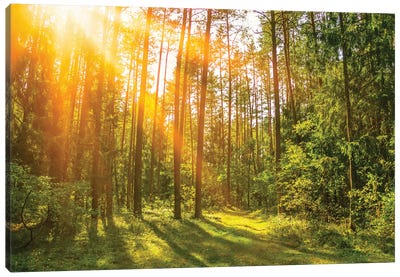 Sunny Forest. Sun Rays In The Spring Forest Canvas Art Print - Valery Rybakow