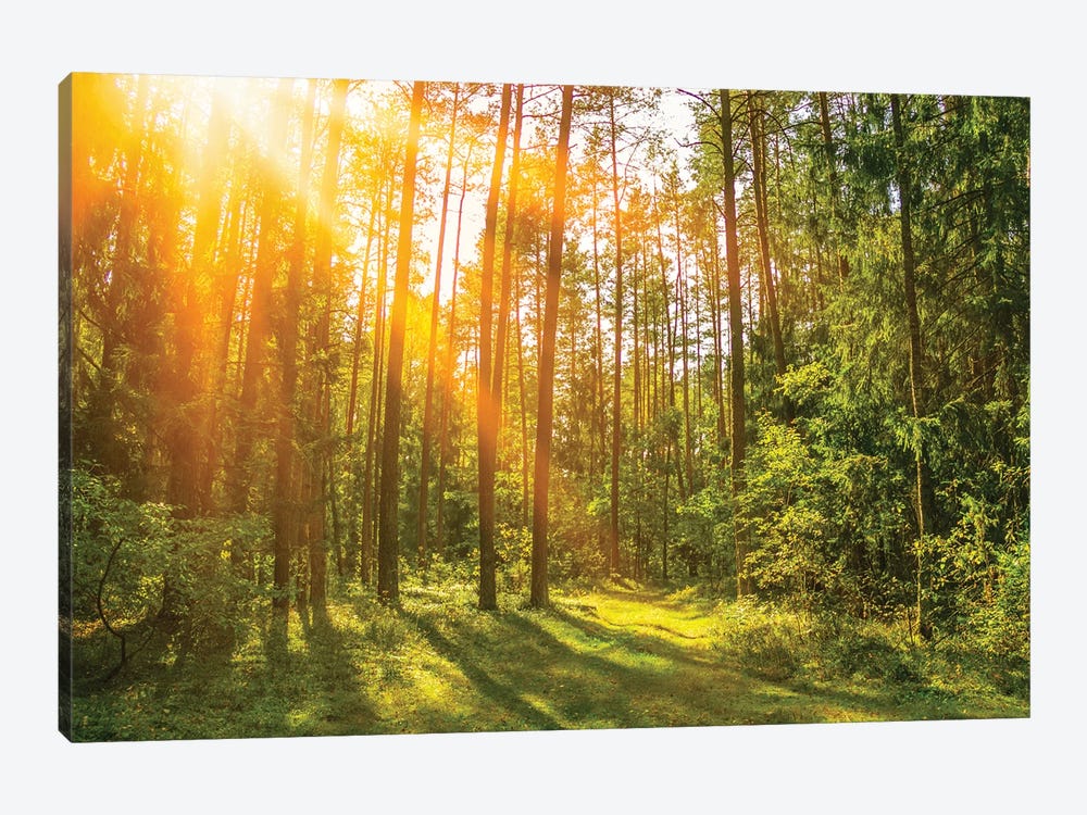 Sunny Forest. Sun Rays In The Spring Forest by Valery Rybakow 1-piece Canvas Print