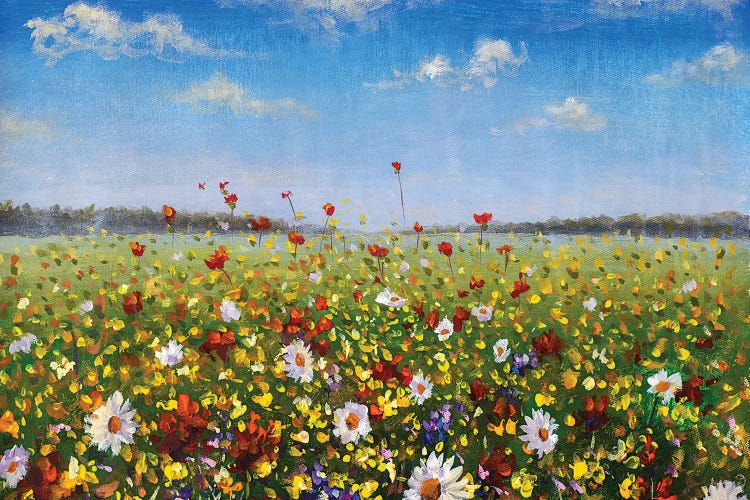 Meadow Of White Daisies, Red Poppies And Yellow Wildflowers