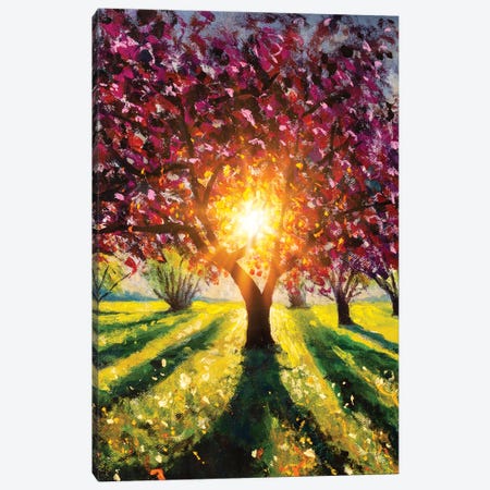 Flowering Blooming Purple Sakura Tree, Rays Of Sun Canvas Print #VRY592} by Valery Rybakow Canvas Art