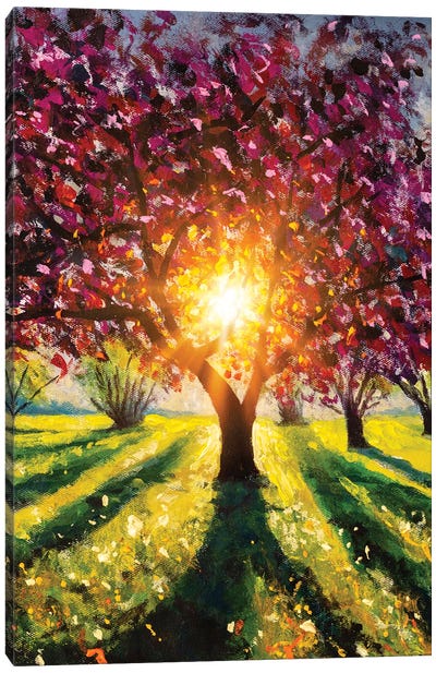 Flowering Blooming Purple Sakura Tree, Rays Of Sun Canvas Art Print - Valery Rybakow