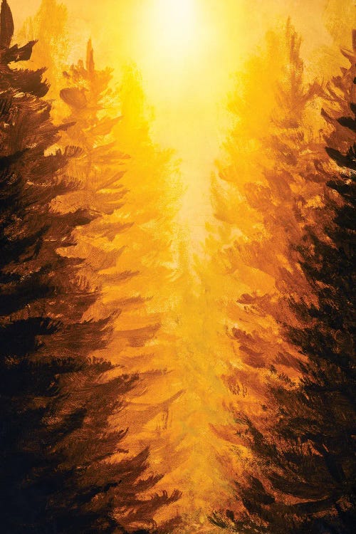 Sunrise Sunset In Fir Forest