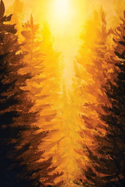 Sunrise Sunset In Fir Forest