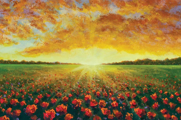 Cloudy Sunset Over A Red Poppy Field